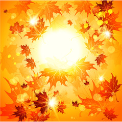 Naklejka na ściany i meble Bright autumn background and maple leaves