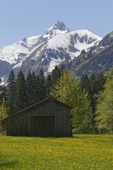 meadow with snow covered austrian alps: Kleinwalsertal