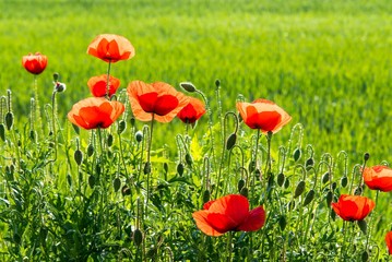Field of red wild poppies on a sunny day. Natural background