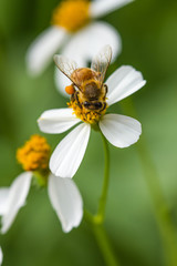 little bee on wild flower