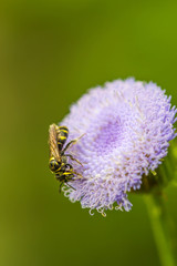 little bee on wild flower