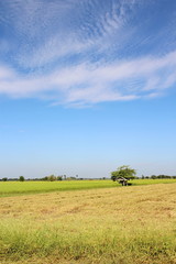 Fototapeta na wymiar Little hut in the rice field with blue sky background