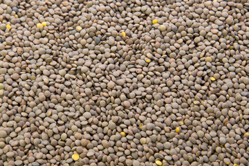 Lentil close up