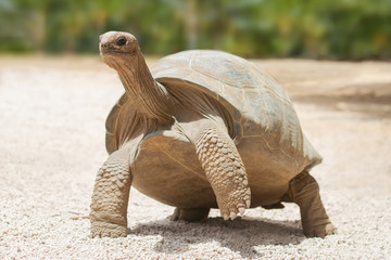 Obraz premium Giant grey tortoise standing on tropical island