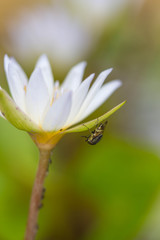 tiny flies on lotus flower(Drosophila melanogaster)