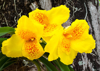 Obraz na płótnie Canvas yellow orchid on tree background