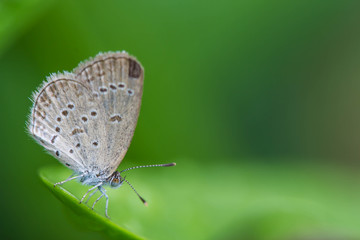 cute butterfly on nature background