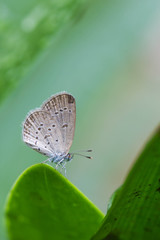 Fototapeta na wymiar cute butterfly on nature background