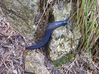 dark coloured slug on a path