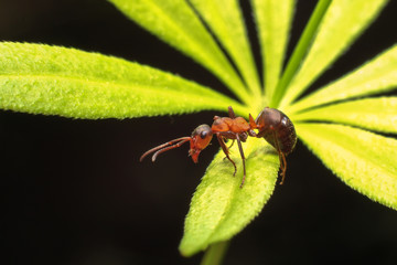 Ant on grass