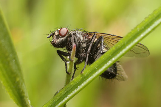 Fly on grass 