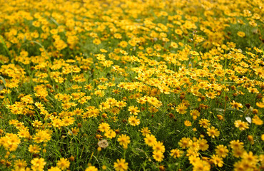 Yellow flower in the meadow
