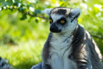 portrait of a lemur