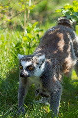 portrait of a lemur