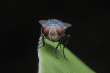 fly house/OLYMPUS DIGITAL CAMERA