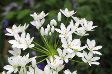 White "Hairy Garlic" flowers in St. Gallen, Switzerland. Its Latin name is Allium Subhirsutum, native to Mediterranean region.