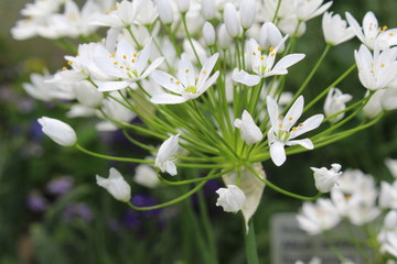 White "Hairy Garlic" flowers in St. Gallen, Switzerland. Its Latin name is Allium Subhirsutum, native to Mediterranean region.