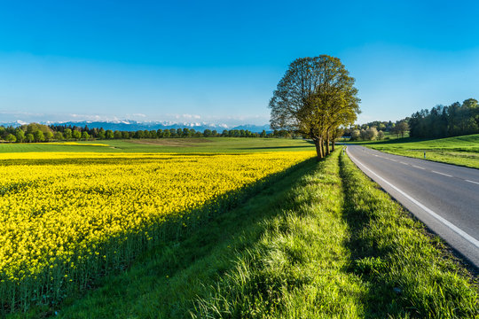 Landstra&szlig;e f&uuml;hrt ins Gr&uuml;ne samt gelbem Rapsfeld, blauem Himmel und Alpenblick