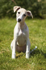 Whippet puppy, three months old, sitting on the lawn