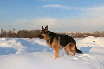 German shepherd dog on snow in winter day