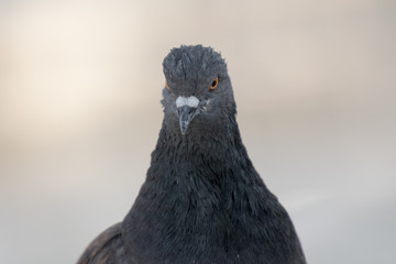 Pigeon close up portrait.
