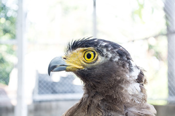 Buzzard in a cage