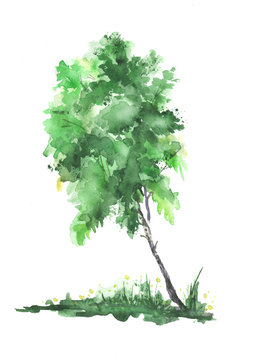 Green watercolor tree, birch, white background.