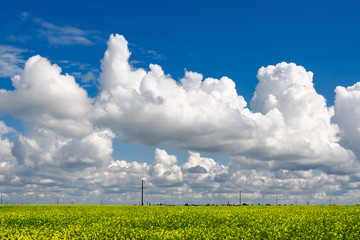 Blooming rapeseed field on background blue sky with clouds