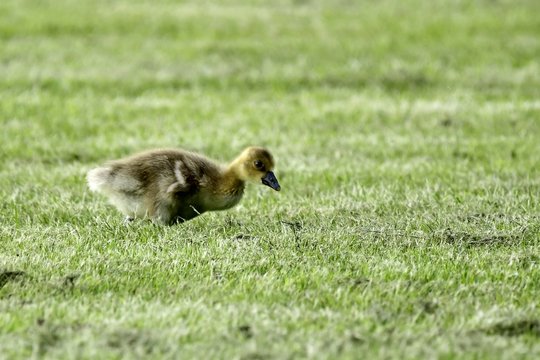 Graugansk&uuml;cken auf einer Wiese im Spreewald