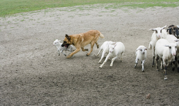 Mixed-Breed Sheepdog, herding sheep