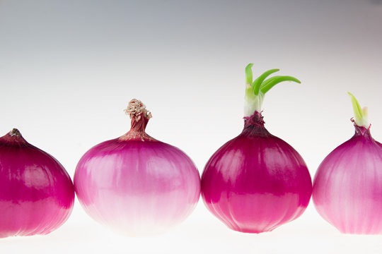 Group pink onion on a white background. Several shiny onion peeled. Food background.