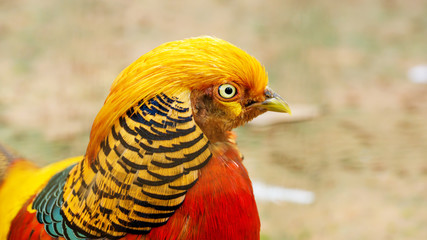 Close-up portrait of the golden pheasant (Chrysolophus pictus).