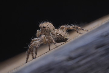 jumping spider /OLYMPUS DIGITAL CAMERA