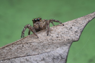 jumping spider /OLYMPUS DIGITAL CAMERA