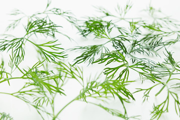 Fototapeta na wymiar Green dill on a white background. Pattern. Ornament. Food background