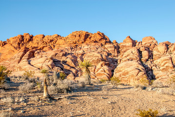 Fototapeta premium Yucca and Stirations at Red Rock Conservation Area, Nevada II
