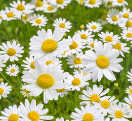 Camomile daisy field natural background texture 5