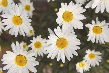wild chamomile flowers on a meadow on a sunny day