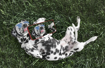 dog laying on the grass and makes selfie on the phone