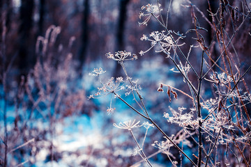 Plants covered with hoarfrost