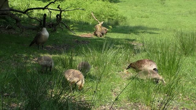 Geese family feeding, gander is guarding while goose and their goslings are eating grass in a forest glade