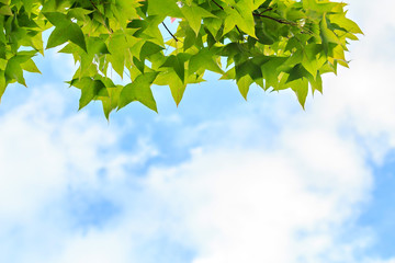 Autumn maple leaves against cloud and blue sky