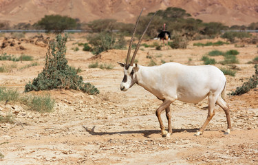 Oryx Gazella in the desert