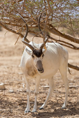 Beautiful Addax in the desert