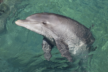 Obraz premium beautiful dolphins