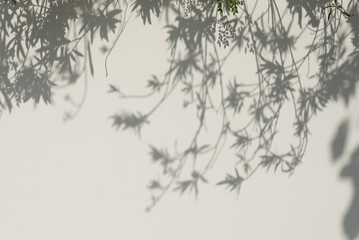 Fototapeta premium Tree Shadows on The Wall.