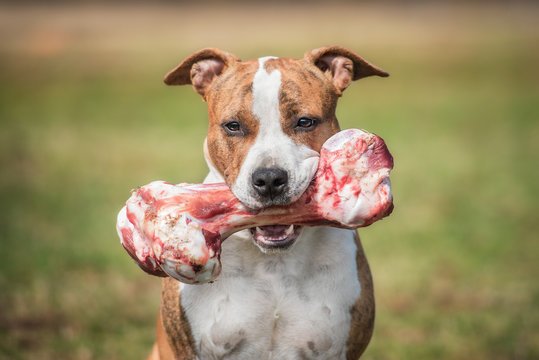 Portrait of american staffordshire terrier dog holding a bone