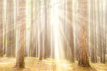 Pine Forest with Rays of Sun Beams