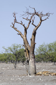 Moringa ovalifolia