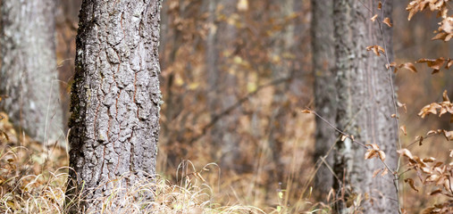 Website banner of tree trunk in the autumn forest 